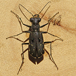 Myriochila melancholica